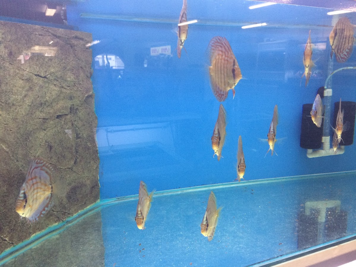 Aquarium en Dierenspeciaalzaak Rainer