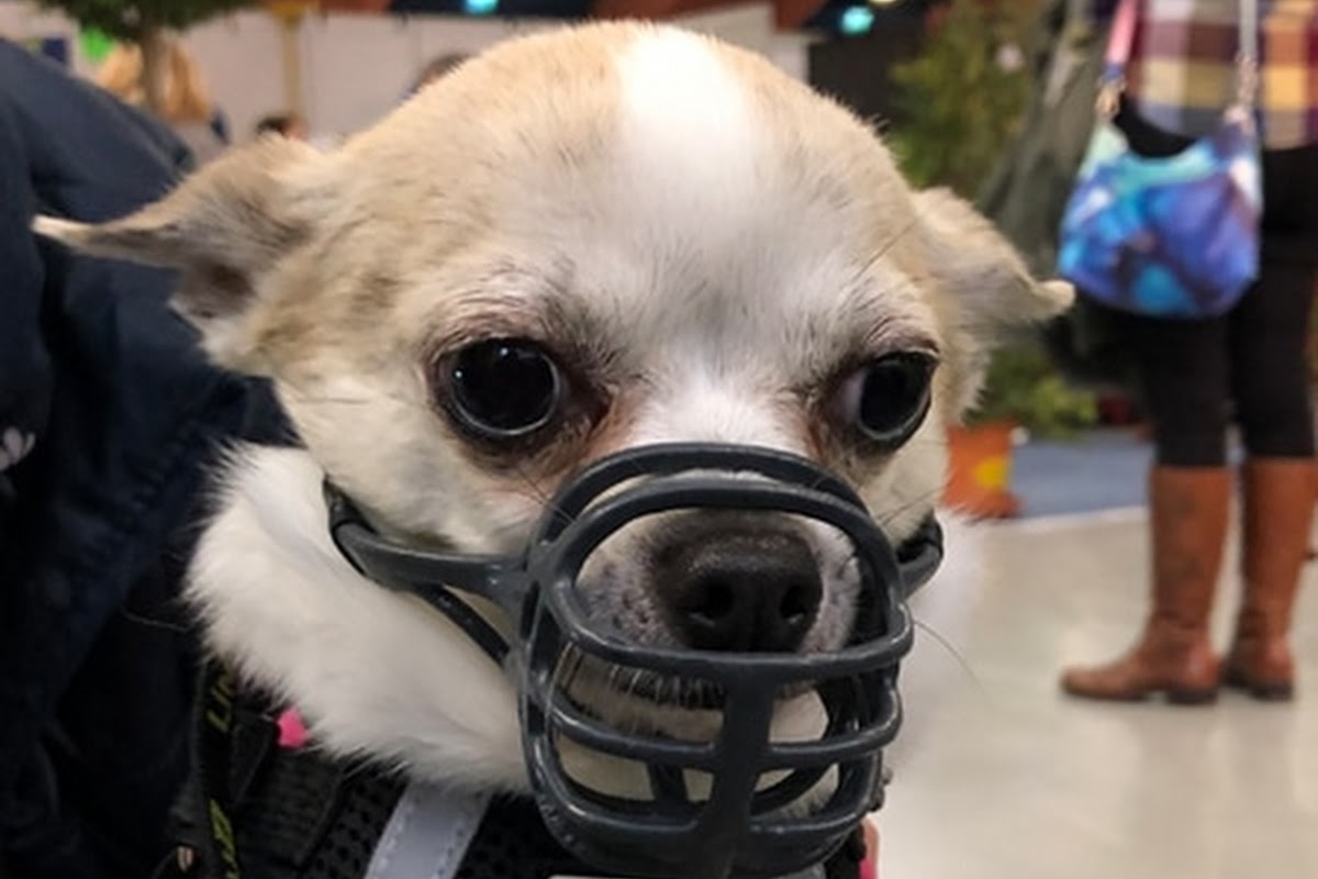 LiMuZZ - individueller Maulkorb / Beißkorb nach Maß