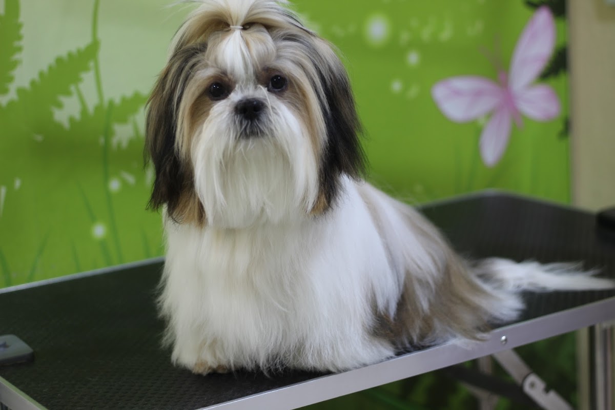 Pet Market - Pet Shop Ρετζίκι