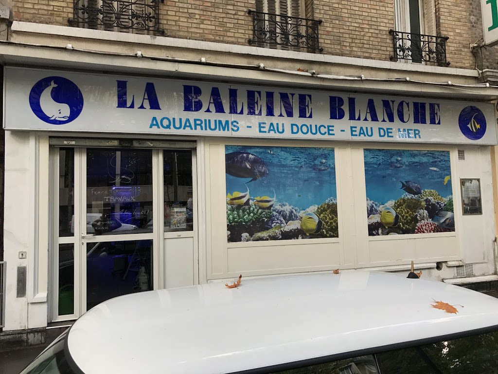 LA BALEINE BLANCHE