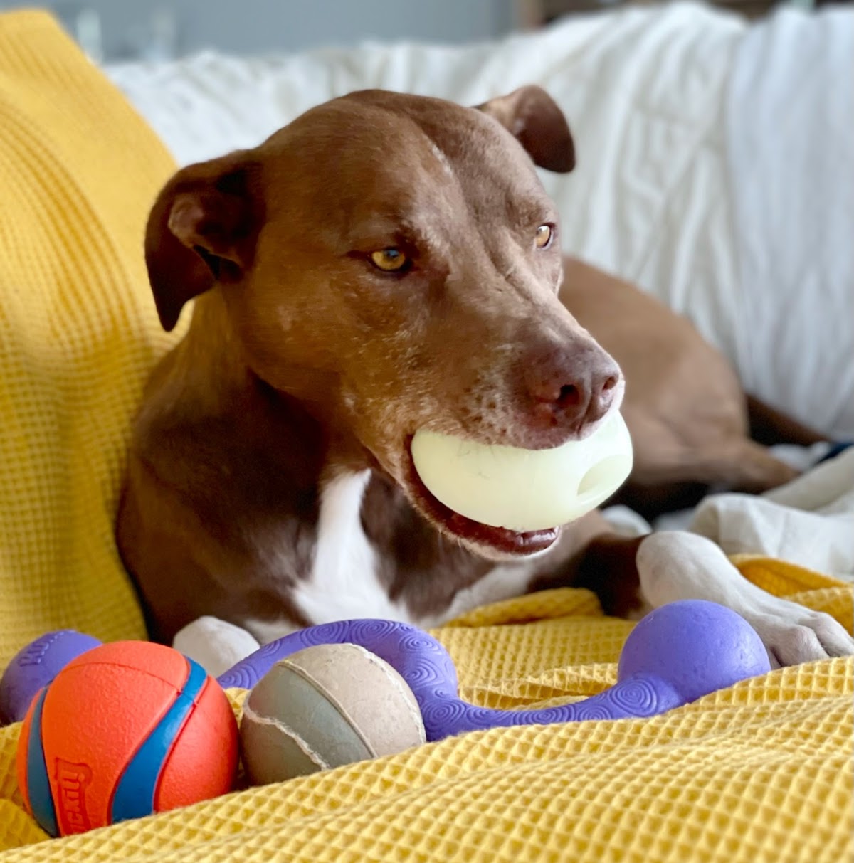 Pets' Delight