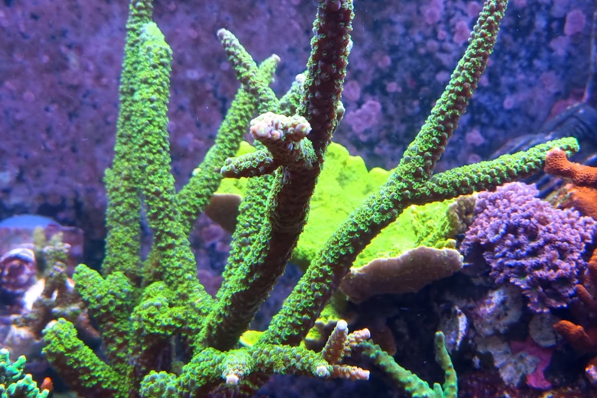 Plankton24 Meerwasseraquaristik Korallenverkauf