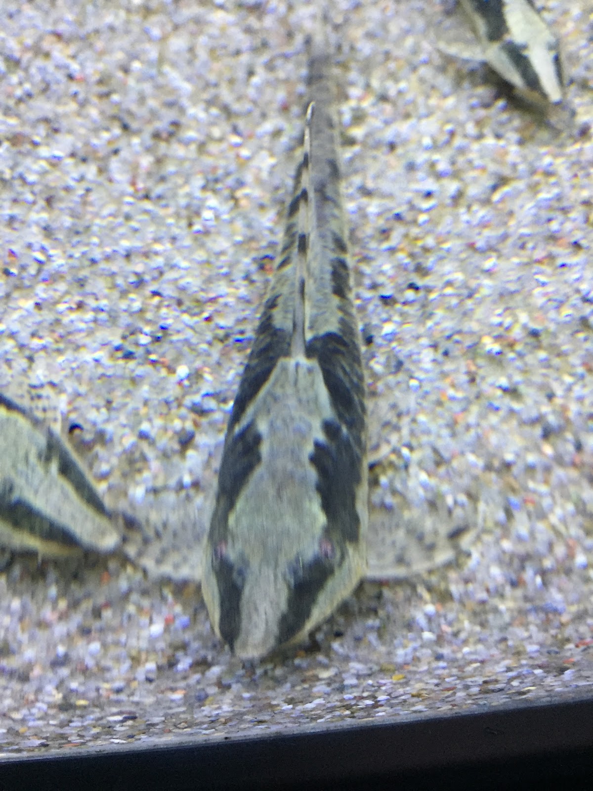 Akvariebutikken