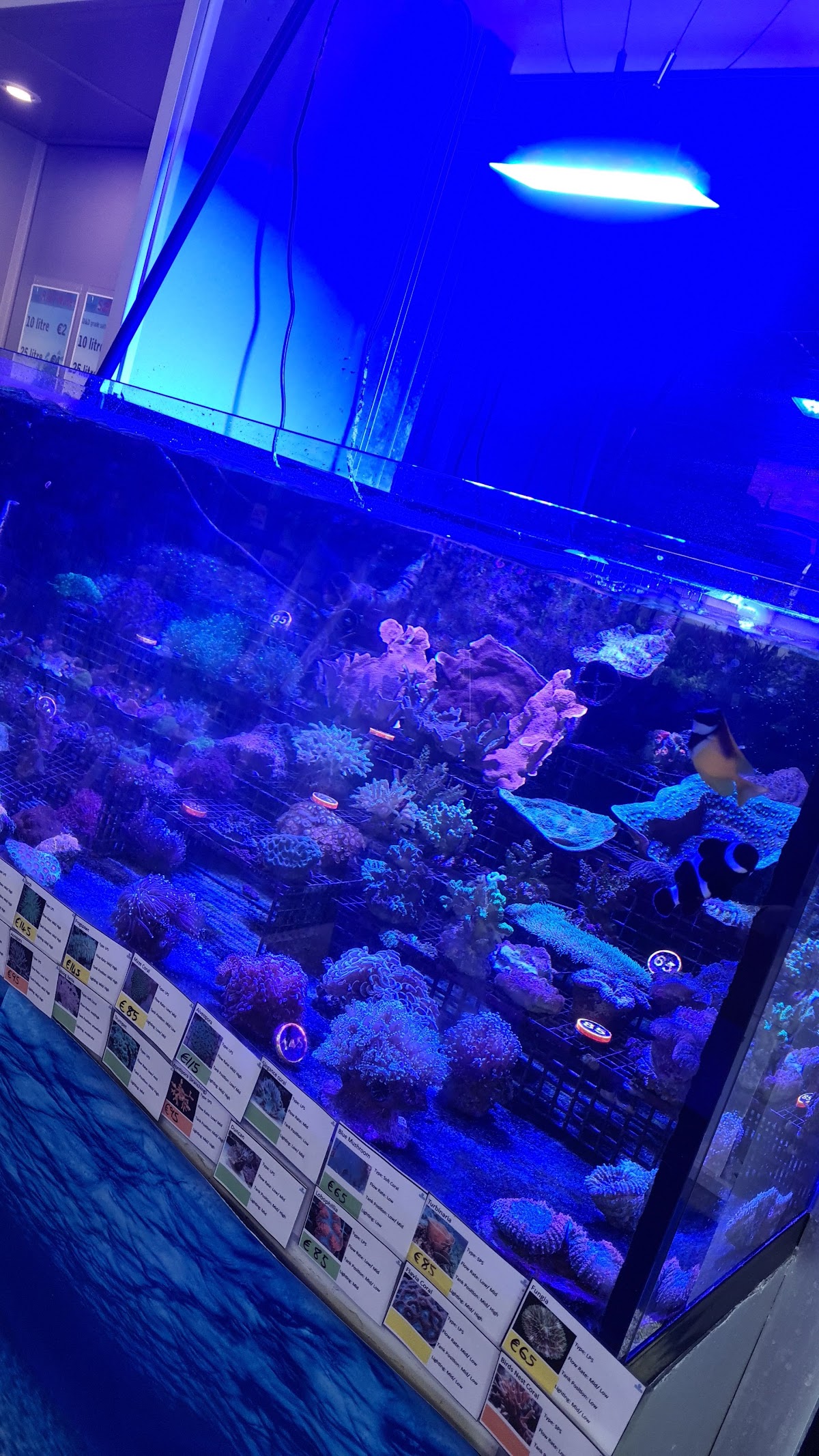Seahorse Aquariums Galway