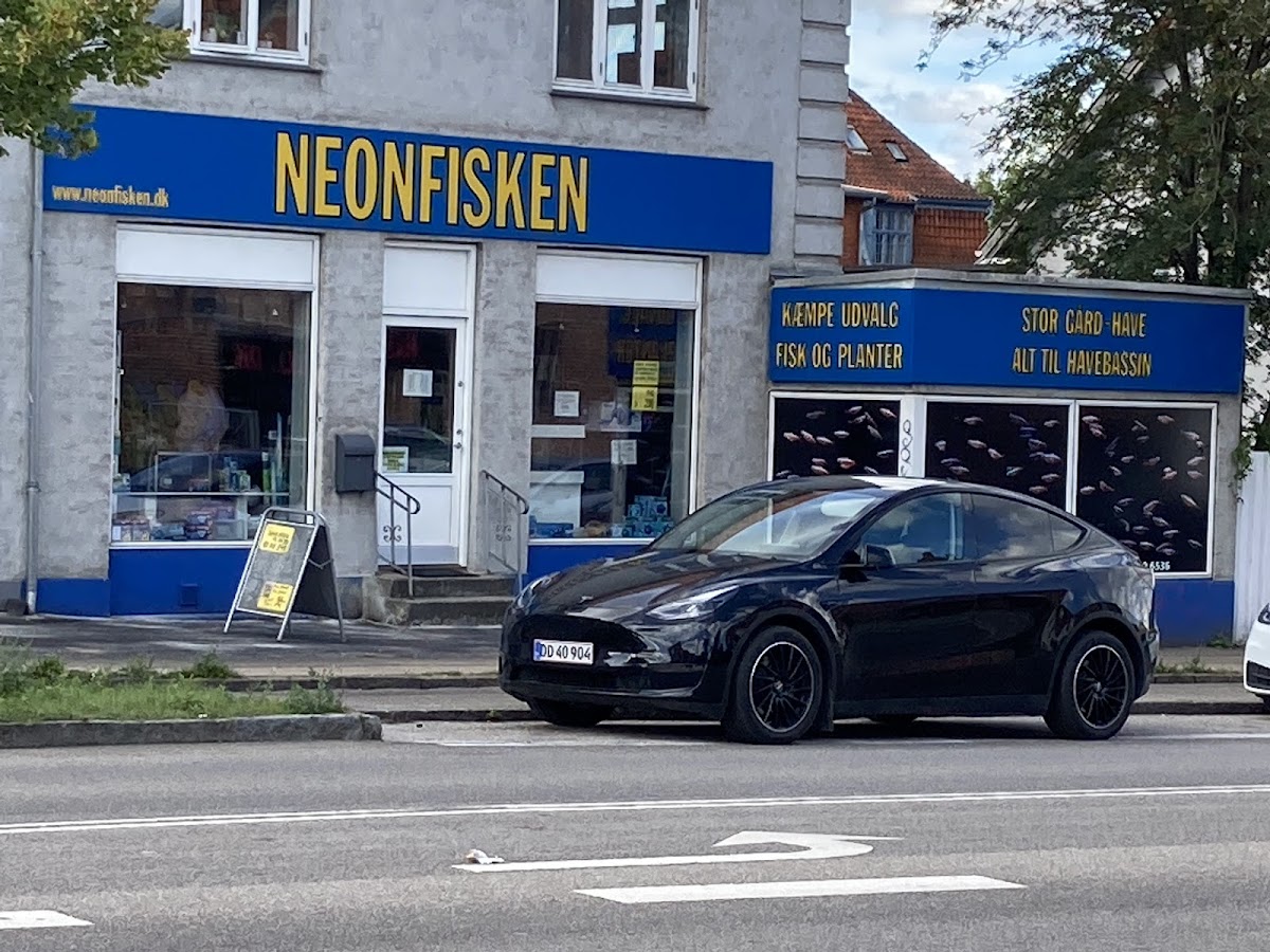 Neonfisken