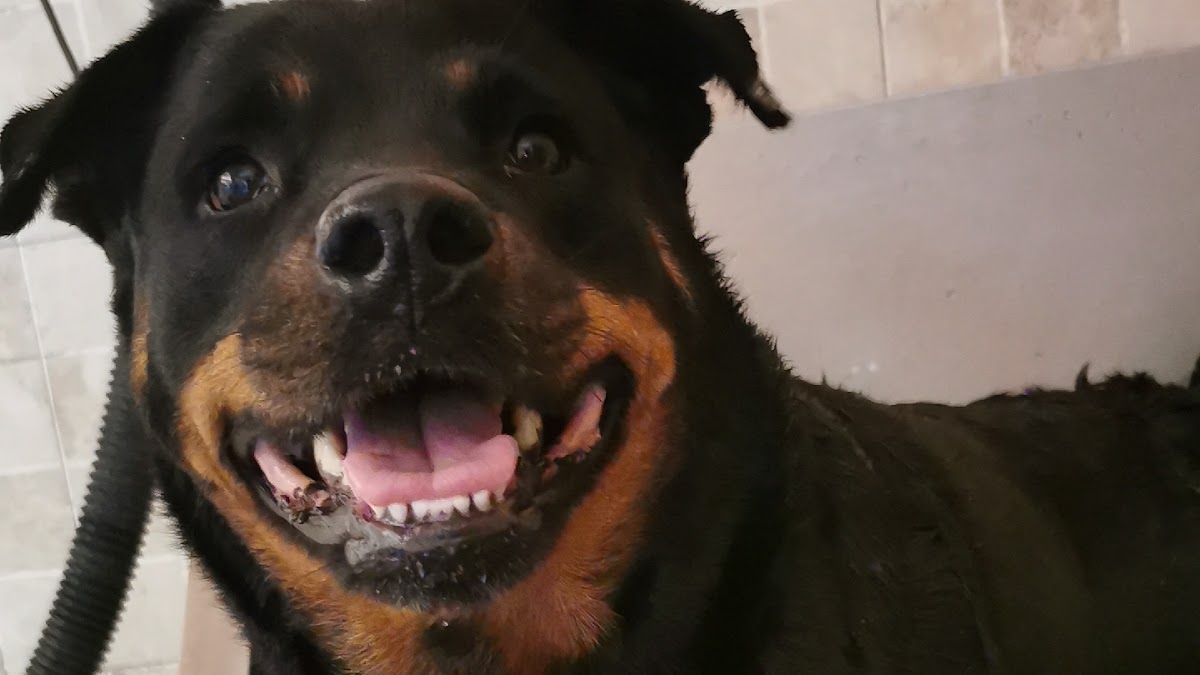 Happy Animals