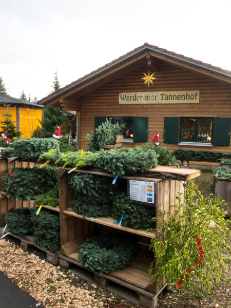 Werderaner Tannenhof - Weihnachtsbäume Tannen