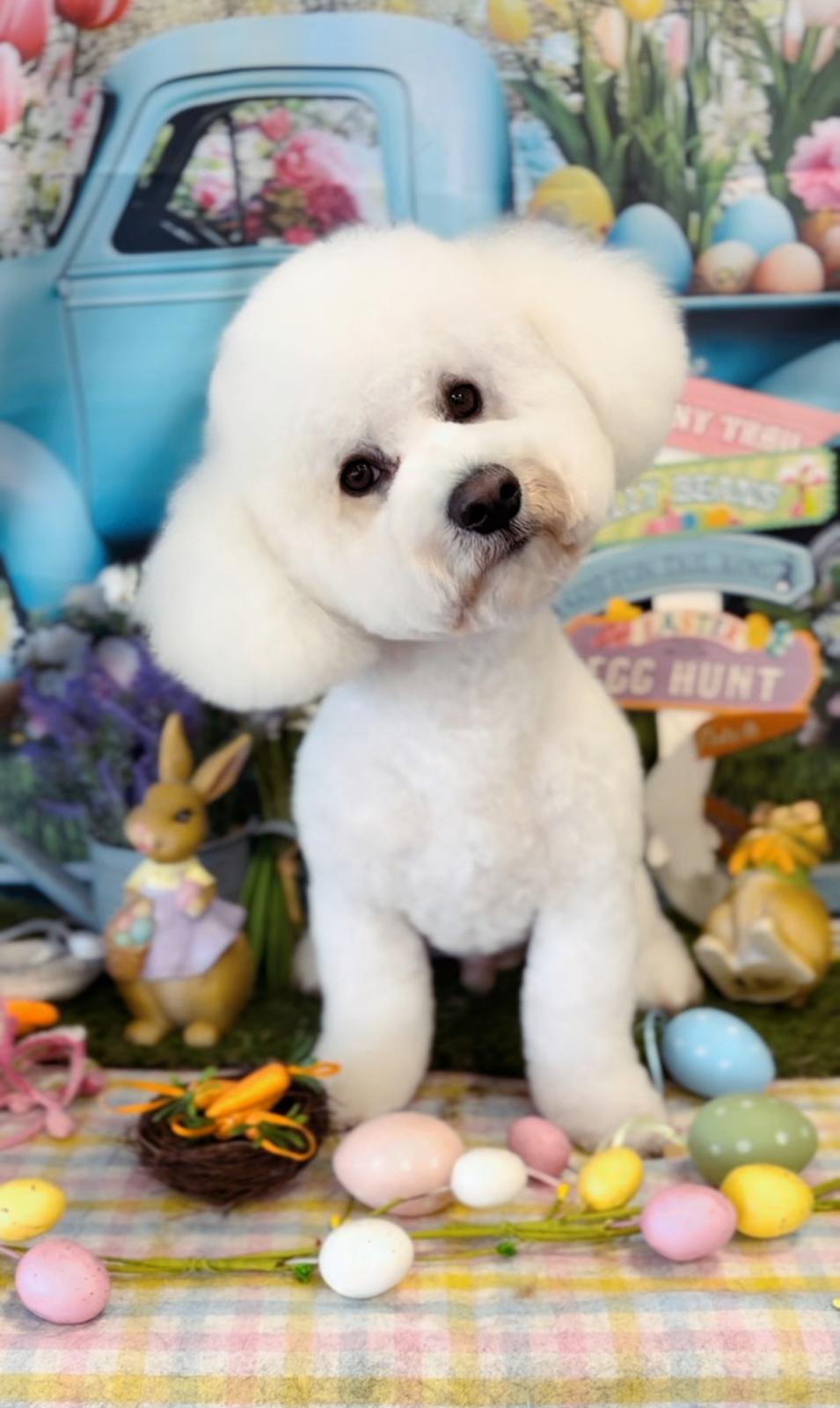 HoundDog Dog Grooming