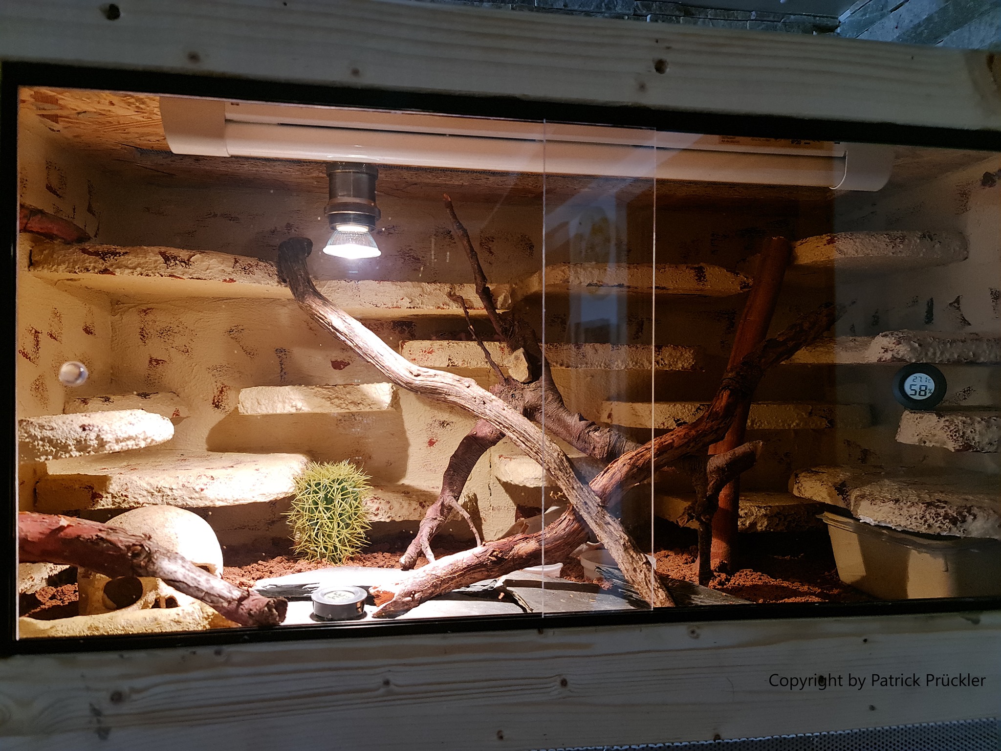 Patrick's Leopardgeckos